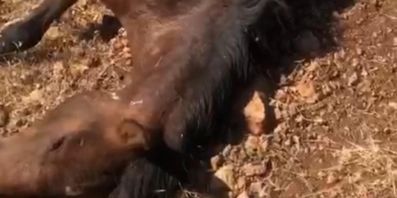 Batman’da 5 yaban atının silahla öldürüldüğü iddiası