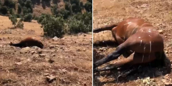 Batman’da vahşet: Yılkı atlarını öldürdüler