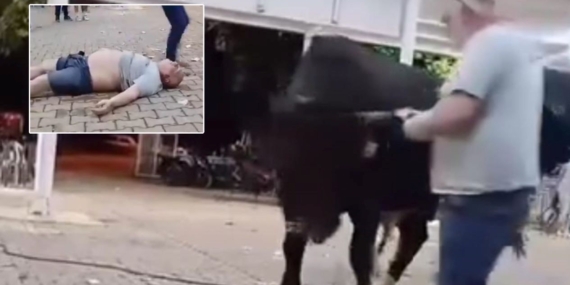 Tanıtımı yapılan boğaya para atarken boynuz darbesiyle yaralandı