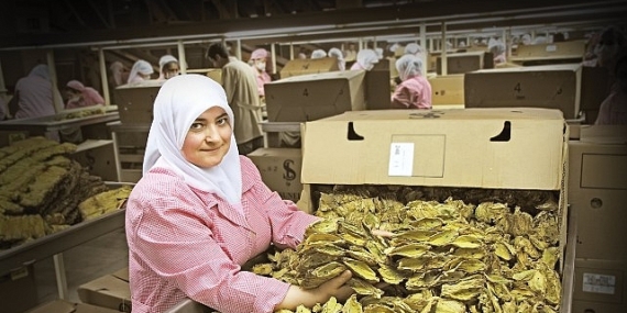 Tütün sektörü 7 yıl sonra ihracatta 1 milyar dolar sınırını aştı