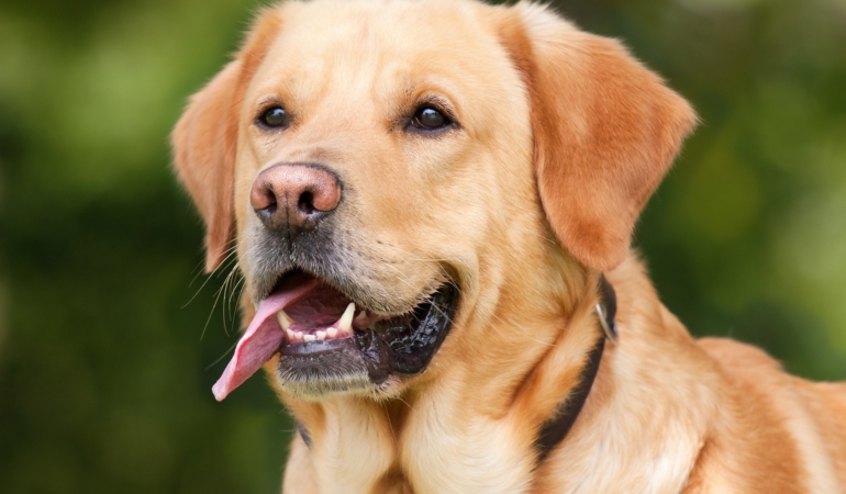 Köpeğinizi gezdirirken keneye karşı önlem alın!