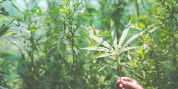 Küresel Tütün Endüstrisinin Kenevire İlgisi Göz Ardı Edilmemeli !