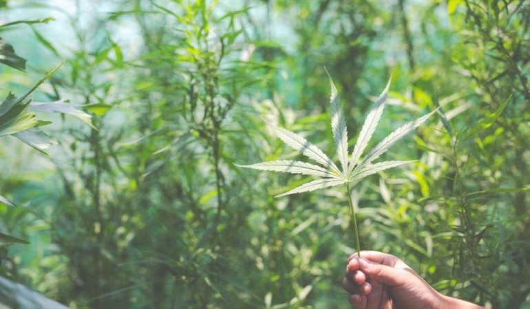 Küresel Tütün Endüstrisinin Kenevire İlgisi Göz Ardı Edilmemeli !